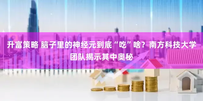 升富策略 脑子里的神经元到底“吃”啥？南方科技大学团队揭示其中奥秘